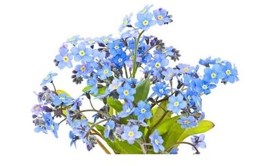 Neoveris contains an extract of forget-me-not