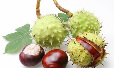 Horse chestnut from varicose veins of the lower limbs