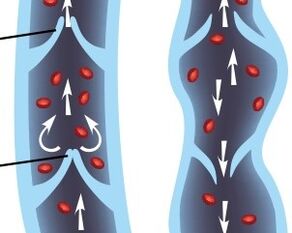 the operation of the valvular apparatus of the veins of the lower extremities