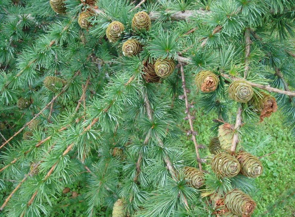 Larch will serve as a raw material for the preparation of a healing decoction for varicose veins