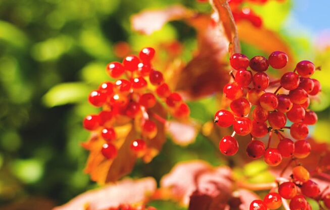 Viburnum fruits help treat varicose veins